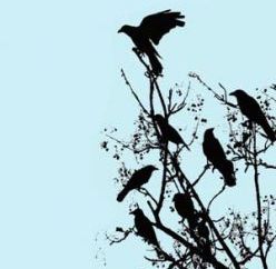 Flock 2